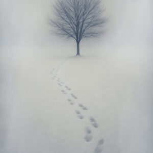 Traces in Fog